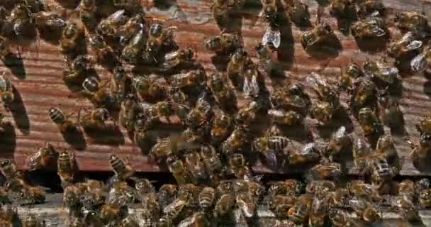  Abeilles à miel européennes, apis mellifera, Ruche d'abeilles en Normandie, Temps Réel 4K 