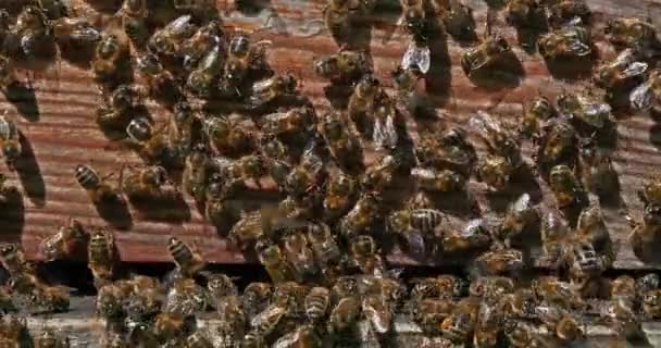 Abejas Miel Europeas Apis Mellifera Colmena Abejas Normandía Tiempo Real — Vídeos de Stock