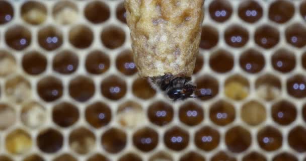 Abelha Mel Europeia Apis Mellifera Abelhas Pastando Entrada Colmeia Colmeia — Vídeo de Stock