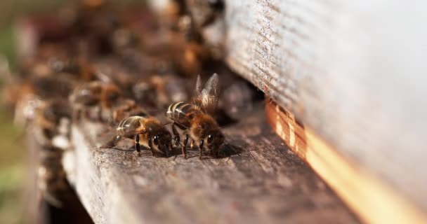 Европейские Медовые Пчелы Apis Mellifera Пчелиный Улей Норильске Реальном Времени — стоковое видео