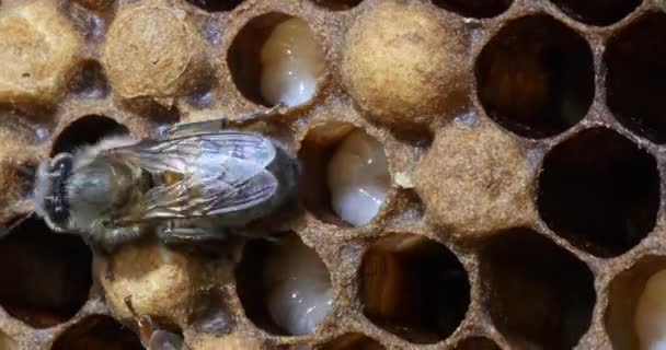 Evropská Včela Apis Mellifera Včely Pasoucí Vchodu Úlu Včelí Normandii — Stock video