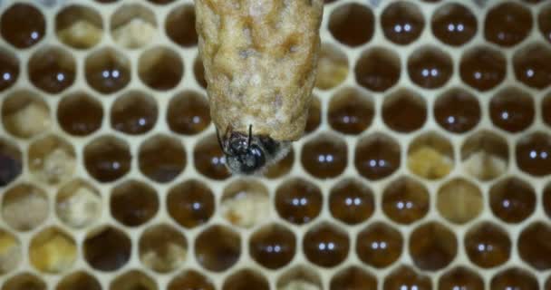  Abeille à miel européenne, apis mellifera, abeilles pâturant à l'entrée de la ruche, Ruche d'abeilles en Normandie, Temps Réel 4K 