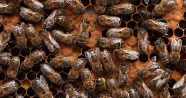 Европейские Медовые Пчелы Apis Mellifera Пчелиный Улей Норильске Реальном Времени — стоковое видео