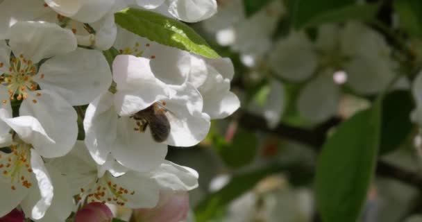 Abeja Miel Europea Apis Mellifera Abeja Alimentando Una Flor Manzano — Vídeo de stock