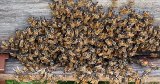 Abelha Mel Europeia Apis Mellifera Abelhas Pastando Entrada Colmeia Colmeia — Vídeo de Stock