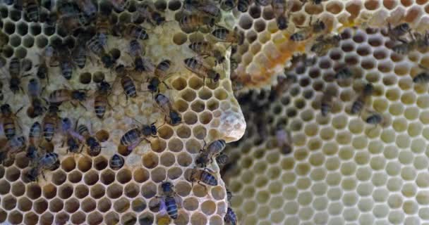 欧洲蜜蜂 金雀花 野雷上的蜜蜂 阿尔韦罗斯蜂群 女王蜂群 诺曼底野蜂蜂群 实时4K — 图库视频影像