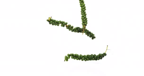 Poivre vert frais, Piper Nigrum, Épice tombante sur fond blanc, Mouvement lent 4K 