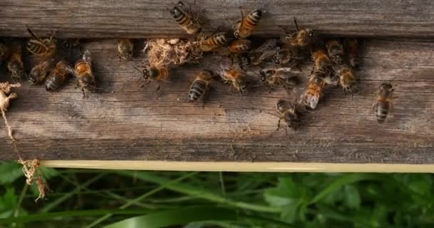 European Honey Bee Apis Mellifera Cocooon False Ringwomm Release Hive — ストック動画