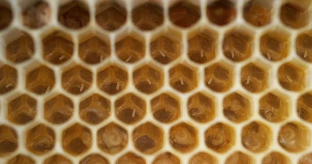 Европейские Медовые Пчелы Apis Mellifera Пчелиный Улей Норильске Реальном Времени — стоковое видео