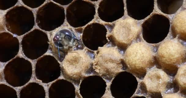 Abejas Miel Europeas Apis Mellifera Colmena Abejas Normandía Tiempo Real — Vídeos de Stock