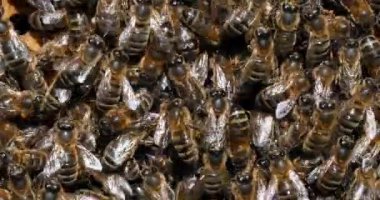  Avrupa Bal Arıları, Aspis Mellifera, Normandiya 'da Arı Kovanı, Real Time 4k