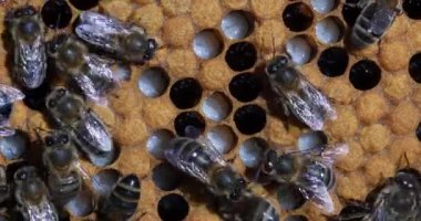  Avrupa Bal Arıları, Aspis Mellifera, Normandiya 'da Arı Kovanı, Real Time 4k