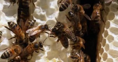  Avrupa Bal Arısı, Aspis Mellifera, Vahşi Ray 'de Arılar, Alveolus' ta Çalışan Arılar, Normandiya 'da Vahşi Arı Kovanı, Real Time 4k