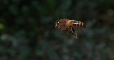  Avrupa Bal Arıları, Aspis Mellifera, Normandiya 'da Arı Kovanı, Real Time 4k