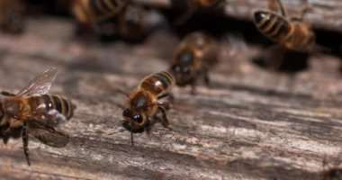  Avrupa Bal Arıları, Aspis Mellifera, Normandiya 'da Arı Kovanı, Real Time 4k