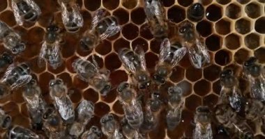  Avrupa Bal Arısı, apis mellifera, Alveolus 'ta çalışan arılar, Normandiya' da arı kovanı, Real Time 4k