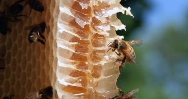  Avrupa Bal Arısı, Aspis Mellifera, Yabani Ray 'de Arılar, Alveolus' ta Çalışan Arılar, Nektar Yalıyor, Normandiya 'da Vahşi Arı Kovanı, Real Time 4k