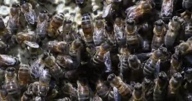  Avrupa Bal Arıları, Aspis Mellifera, Normandiya 'da Arı Kovanı, Real Time 4k