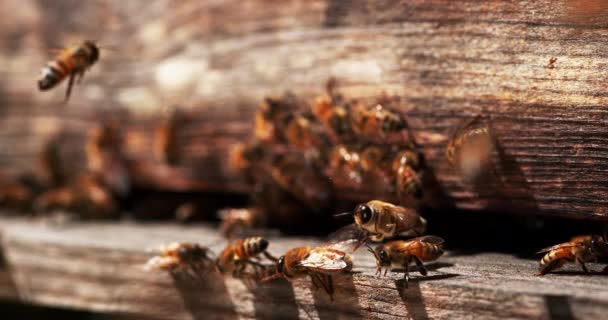  European Honey Bees, apis mellifera, Bee Hive in Normandie, Real Time 4k