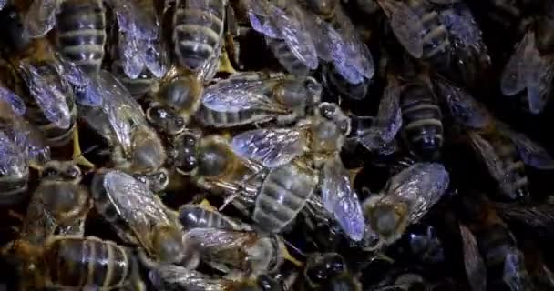 European Honey Bees Apis Mellifera Bee Hive Normandie Real Time — Stock video