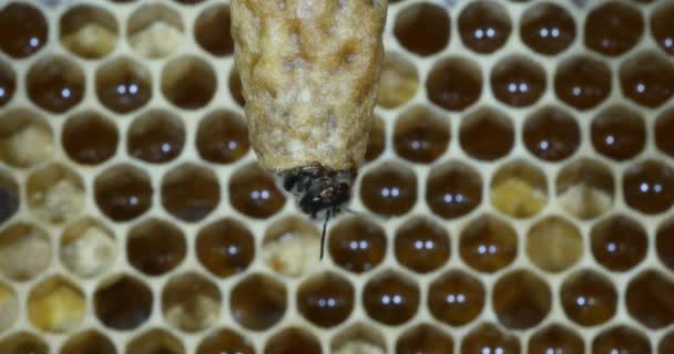  Abeille à miel européenne, apis mellifera, abeilles pâturant à l'entrée de la ruche, Ruche d'abeilles en Normandie, Temps Réel 4K 
