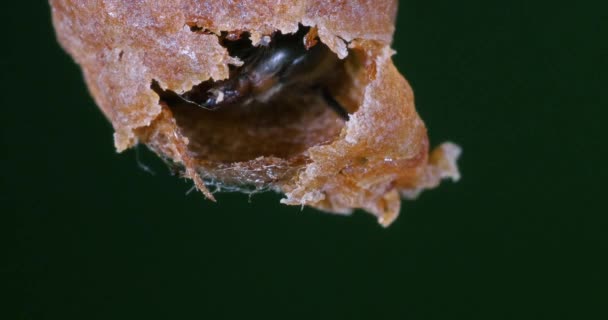 Avrupa Bal Arısı Aspis Mellifera Kovan Girişinde Otlayan Arılar Normandiya — Stok video