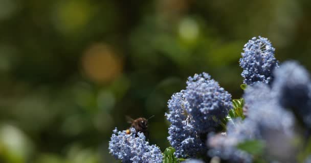 Buff Tailed Bumble Bee Bombus Terrestris Który Torebki Kwiat Ceanothe — Wideo stockowe