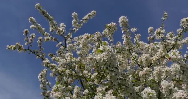 Ramo Árvore Maçã Flores Fundo Céu Azul Normandia Tempo Real — Vídeo de Stock