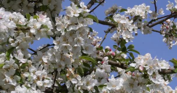 European Honey Bee Apis Mellifera Bee Fouraging Apple Tree Flower — стокове відео