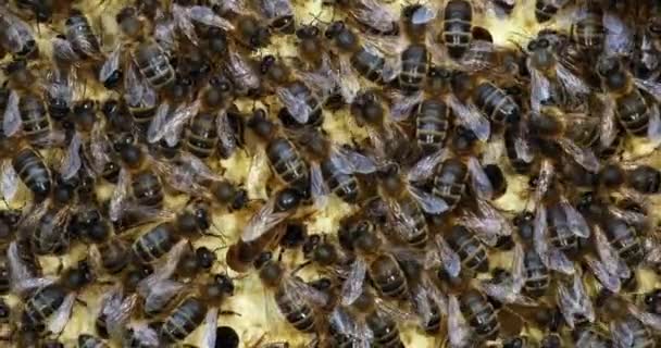 Abelha Mel Europeia Apis Mellifera Abelhas Negras Quadro Ninhada Rainha — Vídeo de Stock