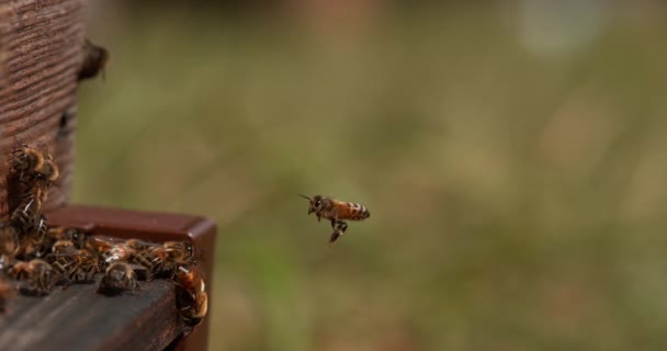 Abejas Miel Europeas Apis Mellifera Colmena Abejas Normandía Tiempo Real — Vídeo de stock