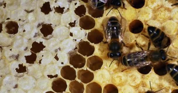 Europäische Honigbiene Apis Mellifera Schwarze Bienen Auf Einem Strahl Brutrahmen — Stockvideo