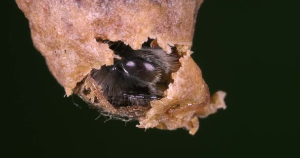 Abelha Mel Europeia Apis Mellifera Abelhas Pastando Entrada Colmeia Colmeia — Vídeo de Stock