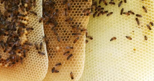 Европейская Медовая Пчела Apis Mellifera Пчелы Диком Луче Пчелы Работающие — стоковое видео