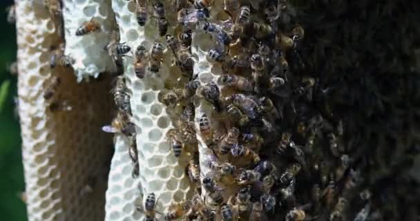 欧洲蜜蜂 美洲蜜蜂 野生雷蜜蜂 阿尔韦勒斯蜜蜂 诺曼底野蜂蜂房 实时4K — 图库视频影像