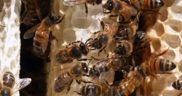 Abeja Miel Europea Apis Mellifera Abejas Rayo Salvaje Abejas Que — Vídeo de stock