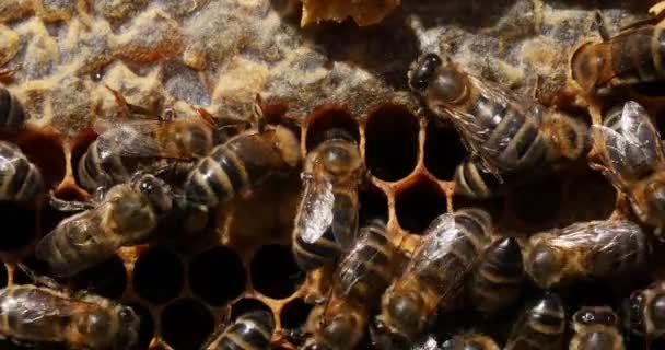 Europese Honingbijen Apis Mellifera Bijenkorf Normandië Real Time — Stockvideo