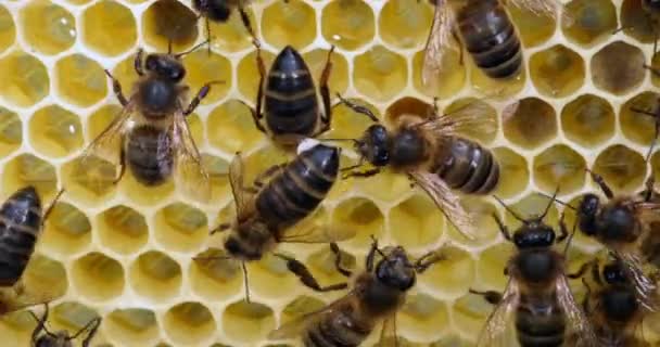 Европейские Медовые Пчелы Apis Mellifera Пчелы Раме Неандертальцем Пчелиный Улей — стоковое видео