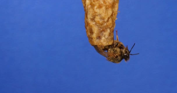 European Honey Bee Apis Mellifera Emergence Queen Bee Hive Normandy — Αρχείο Βίντεο