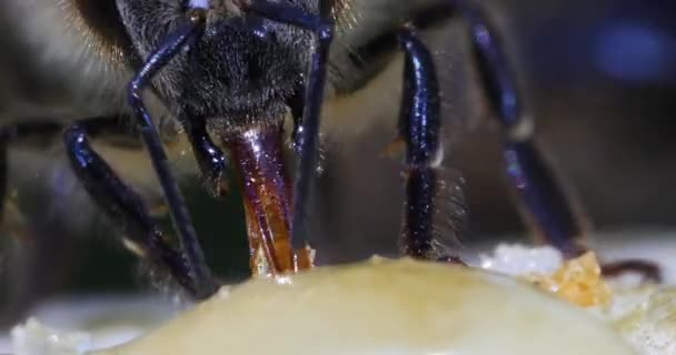 Európai Mézelő Méh Apis Mellifera Méhek Legeltetése Kaptár Bejáratánál Méhkaptár — Stock videók