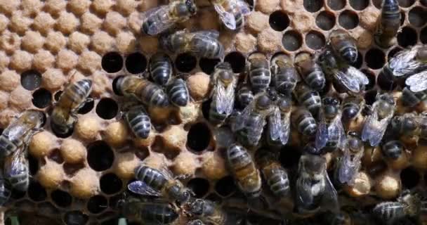 Abelhas Européias Apis Mellifera Colmeia Normandia Tempo Real — Vídeo de Stock