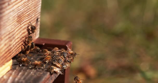Lebah Madu Eropa Apis Mellifera Lebah Hive Normandia Real Time — Stok Video