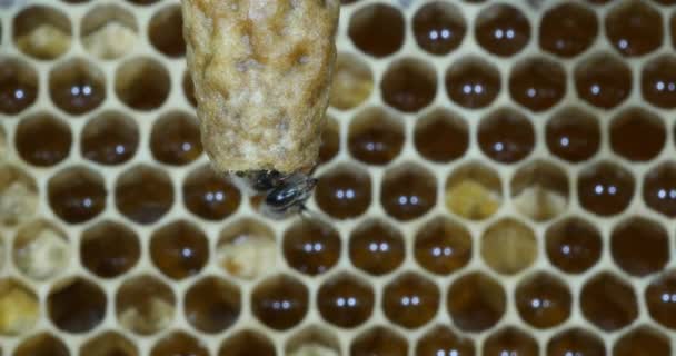  Abeille à miel européenne, apis mellifera, abeilles pâturant à l'entrée de la ruche, Ruche d'abeilles en Normandie, Temps Réel 4K 