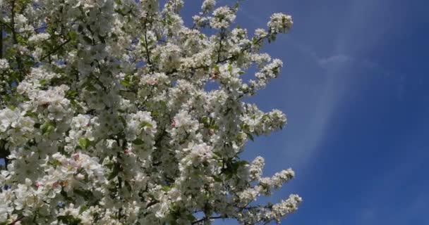 Větev Jablko Strom Květinách Pozadí Modré Oblohy Normandie Reálném Čase — Stock video