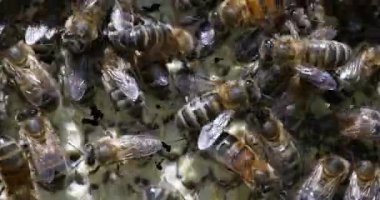  Avrupa Bal Arıları, Aspis Mellifera, Normandiya 'da Arı Kovanı, Real Time 4k