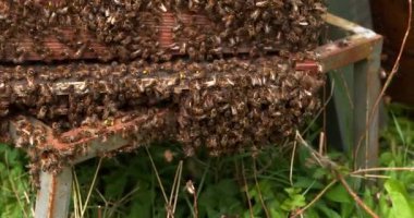  Avrupa Bal Arıları, Aspis Mellifera, Normandiya 'da Arı Kovanı, Real Time 4k
