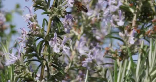 Европейская Медовая Пчела Apis Mellifera Пчела Кормящая Цветок Роземари Акт — стоковое видео