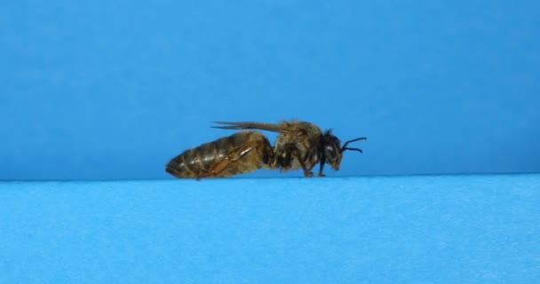 European Honey Bee Apis Mellifera Black Queen Walking Blue Background — Stock videók