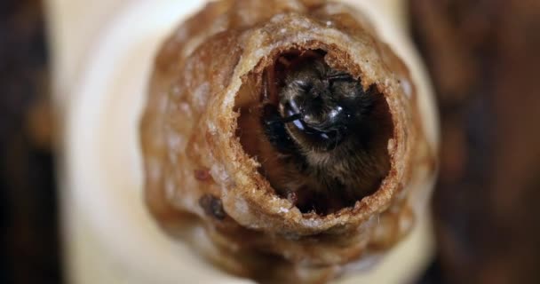 Abelha Mel Europeia Apis Mellifera Emergência Uma Rainha Colmeia Normandia — Vídeo de Stock