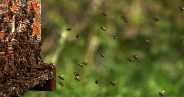 Abejas Miel Europeas Apis Mellifera Colmena Abejas Normandía Tiempo Real — Vídeo de stock